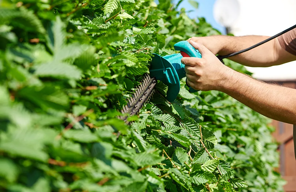 Hausmeister schneidet eine Hecke